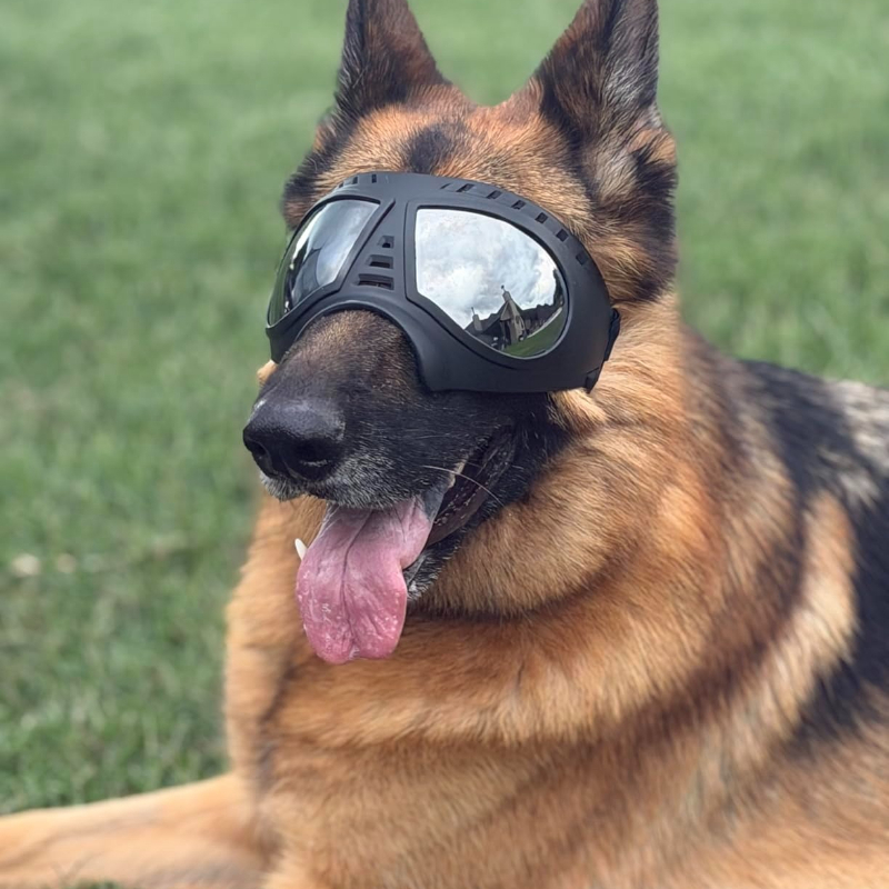 Pet Glasses for medium large-s – Sunglass Retainer Cord Bewertung und Preis